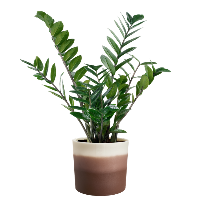 colour gradient round 14cm marrone cedro